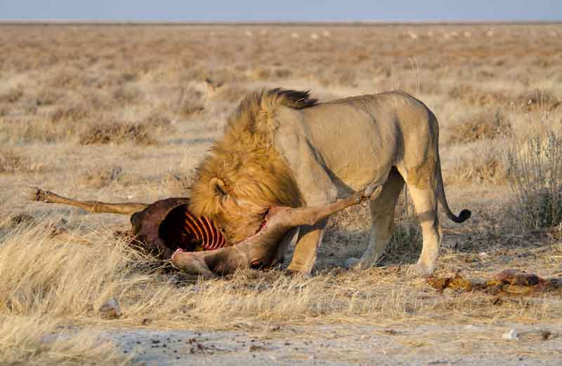 97 - Namibia - leones comiendo - parque nacional de Etosha